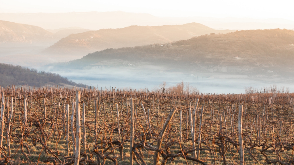 Weinberg_Nebel